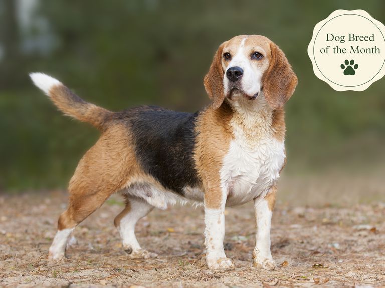 why are beagles the best dogs? 2