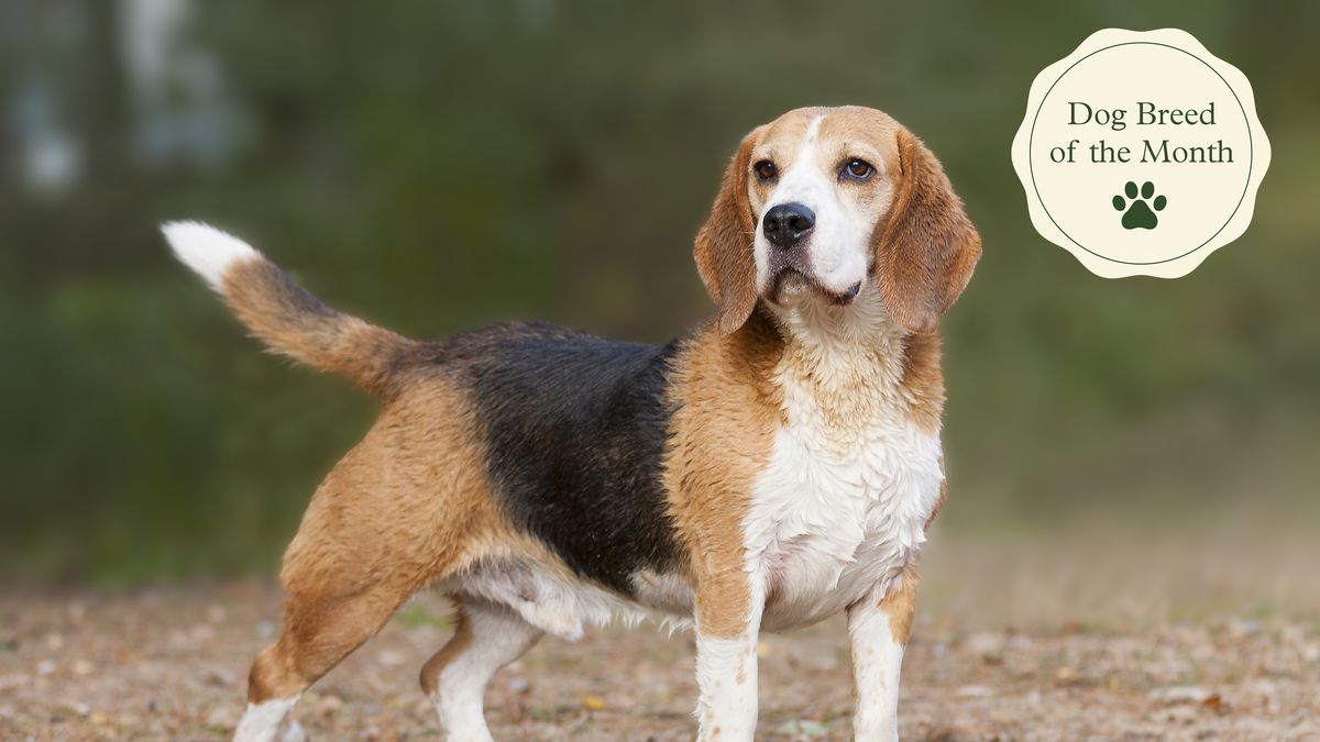 Beagles Facts Temperament Size
