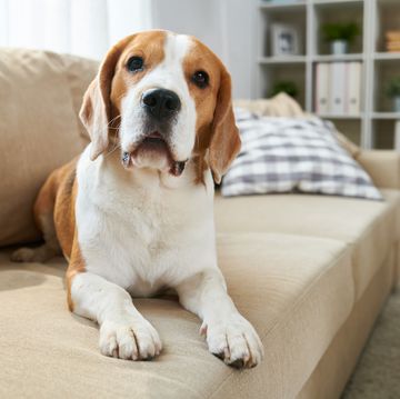 calm clever old beagle dog lying on comfortable sofa and looking at camera in living room
