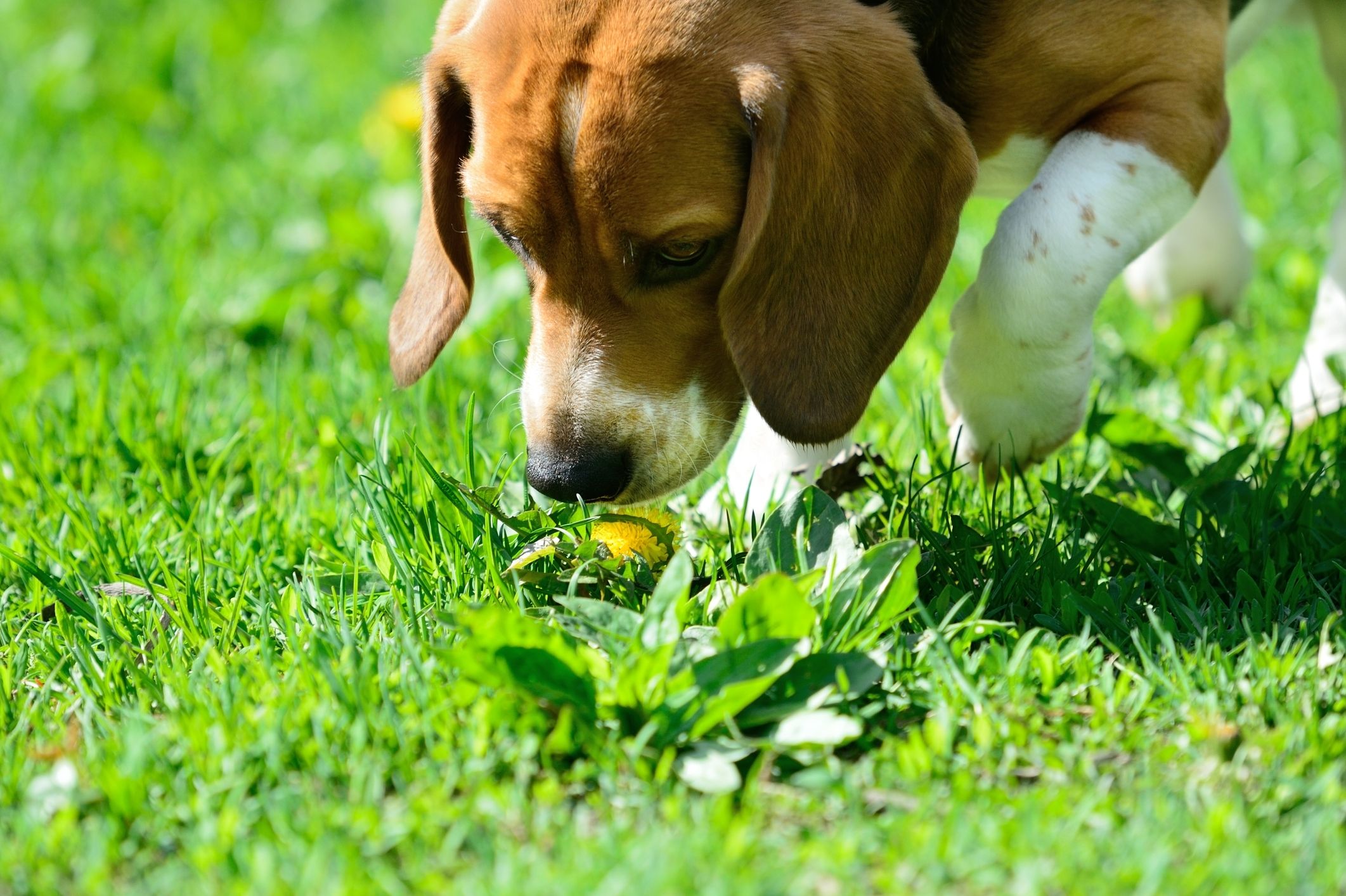 8 Fun Training Games to Play with Your Dog ✔️ Release The Hounds