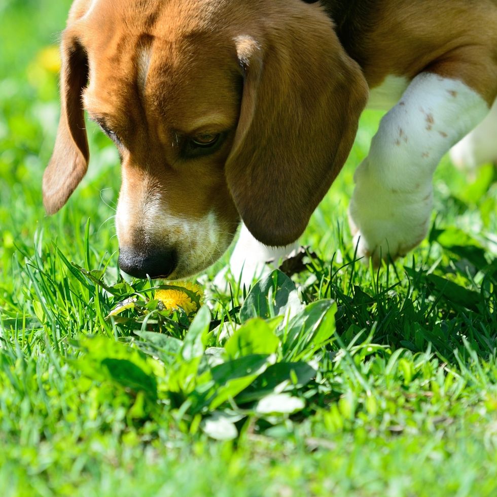 Beagle dog smelling flower