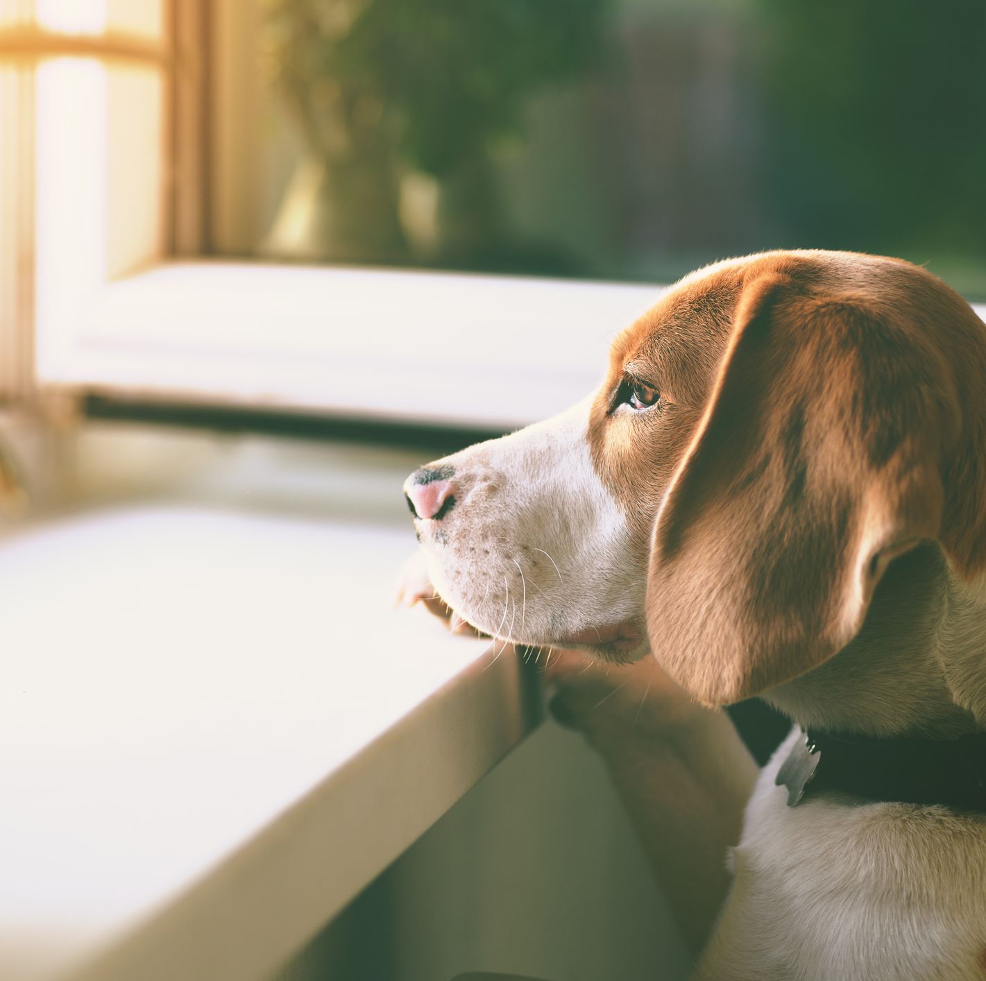 5 Signs Your Dog Is Bored