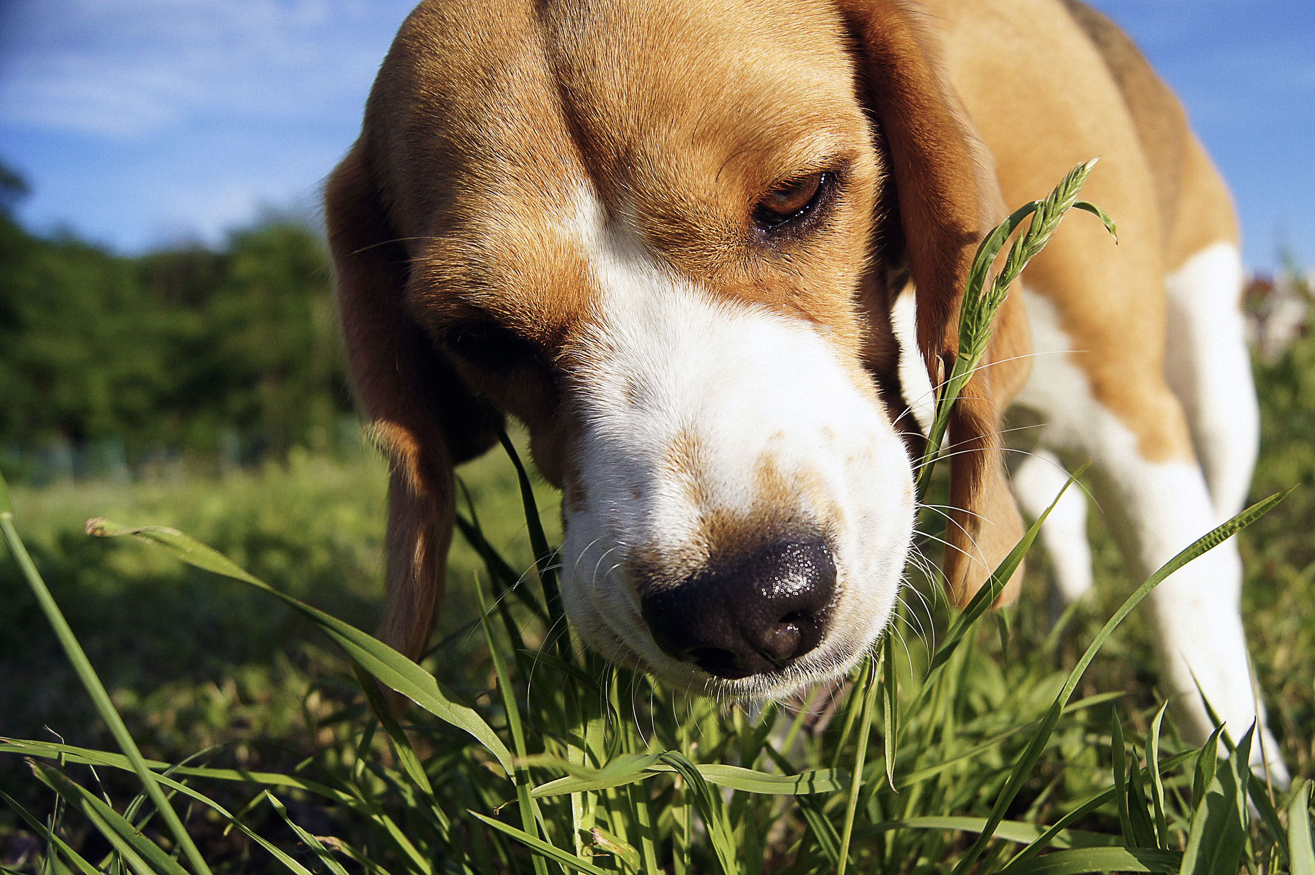 should i allow my dog to eat grass