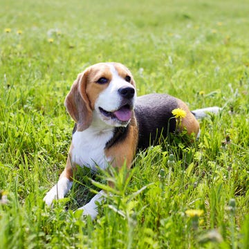 beagle dog breed