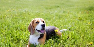 beagle dog breed