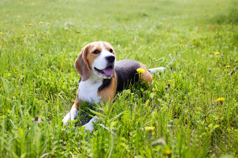 cute dog beagle is lying on the green grass in a summer meadow on a hot sunny day.