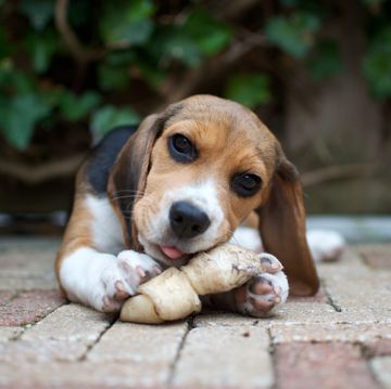 beagle pup chewing on bone