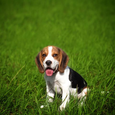 Beagle Puppy On Green Grass
