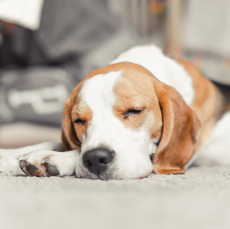 beagle puppy sleep
