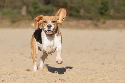 a beagle running on 2 legs