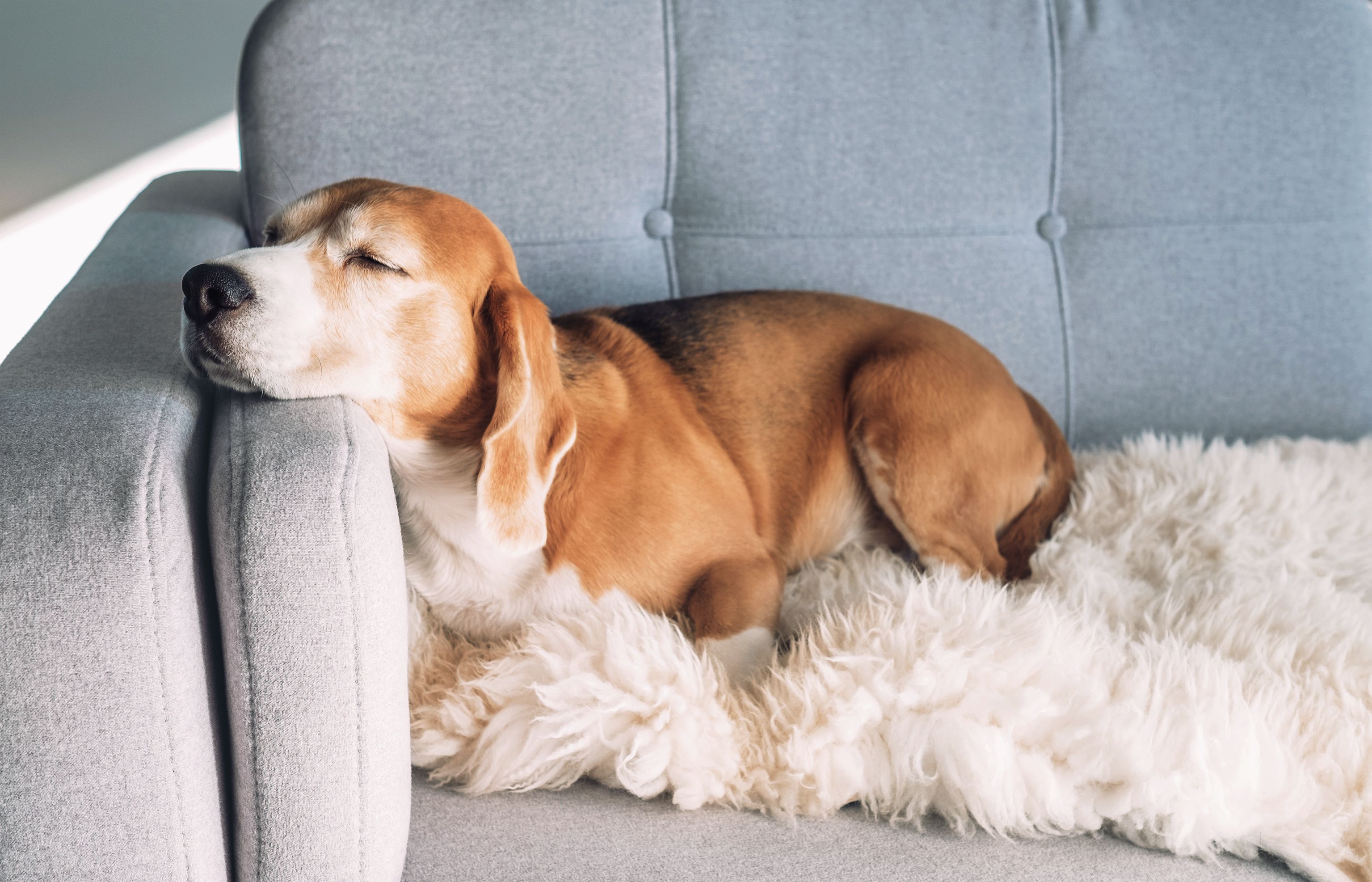 6 Questions to Ask Yourself Before Rehoming Your Dog