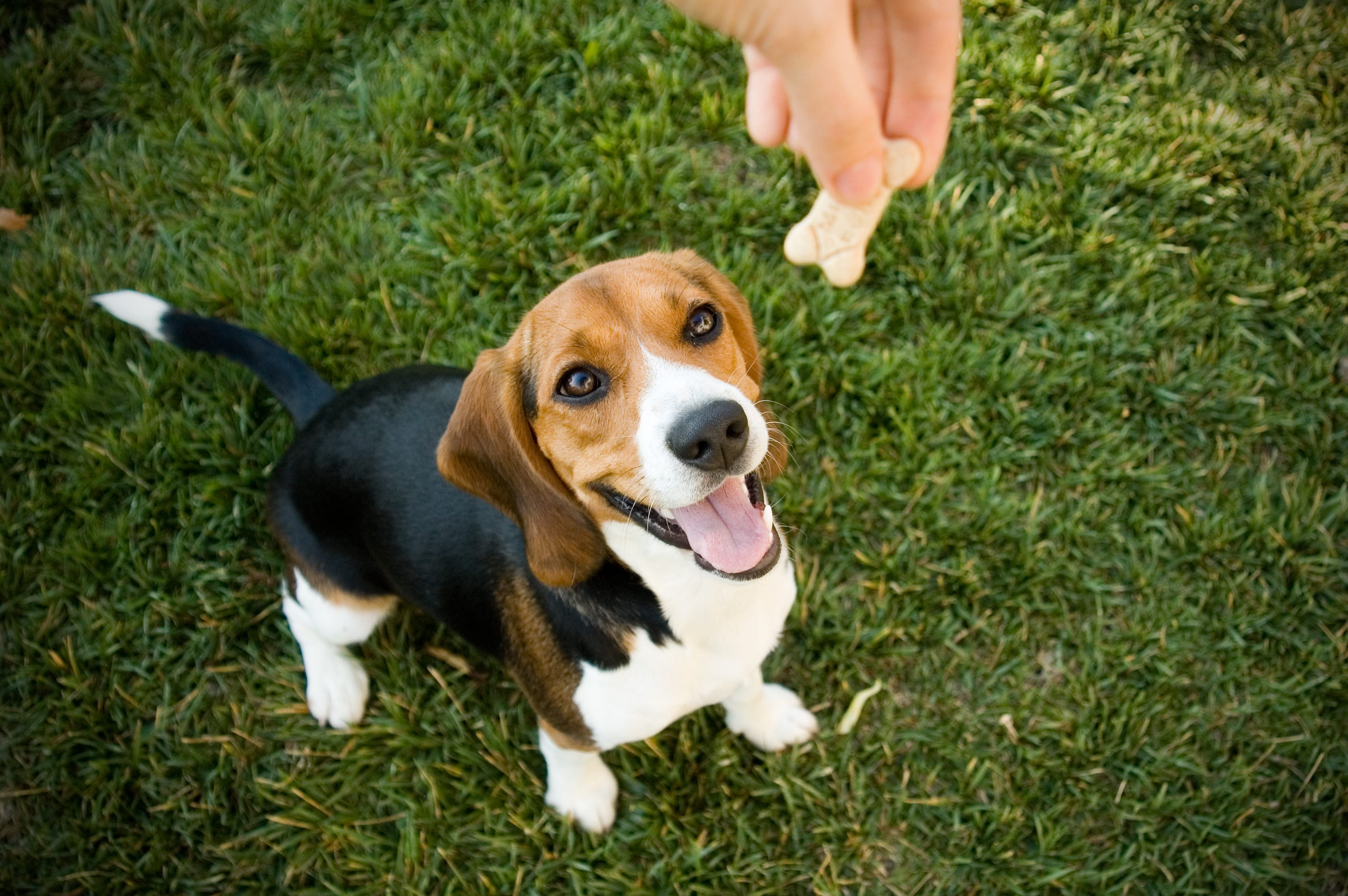 how do you teach your dog to say thank you