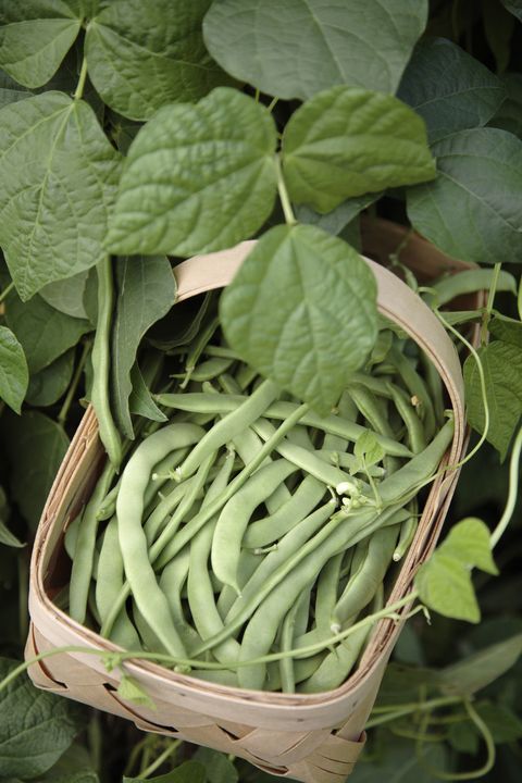 basket of fresh picked green beans