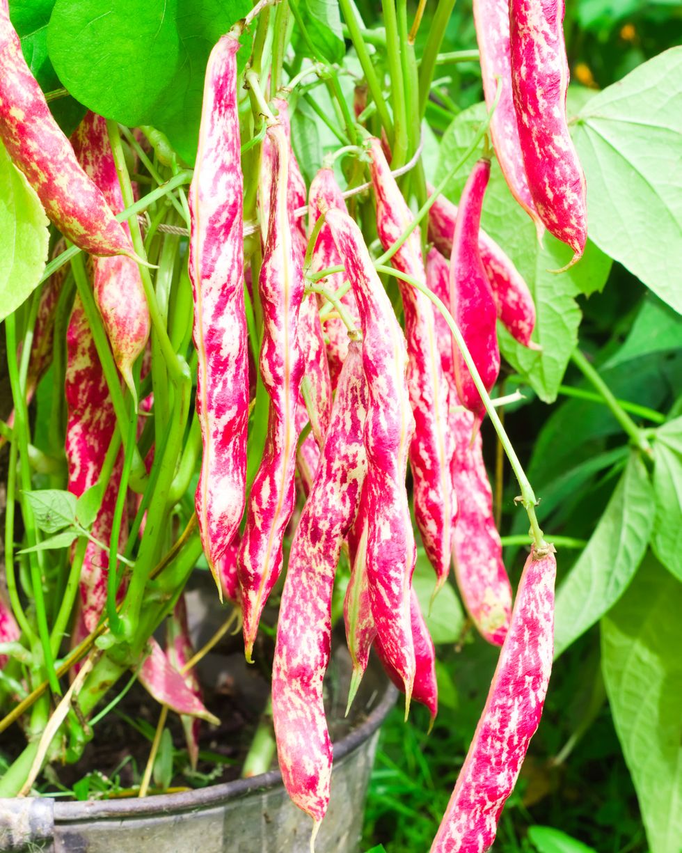 ripe spotted bean pods on a bush in a bucket in the garden harvest season, pink beans