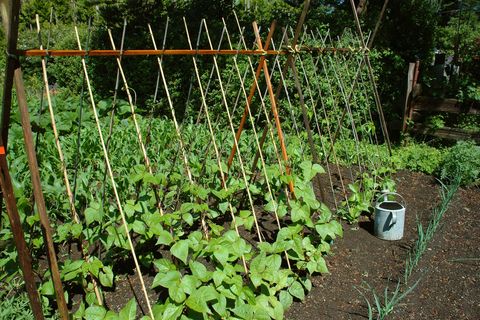 organic, gardening, growing, garden, grow, vegetables, beans, vines, fertile, holistic, corn, supports, trellis, poles, healthy, natural, green