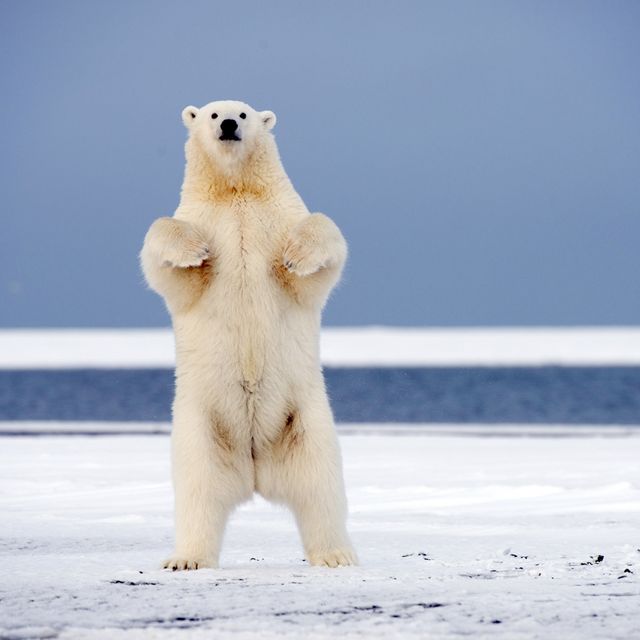 Polar Bears Encroach on Human Settlements in Russia, Canada Due to