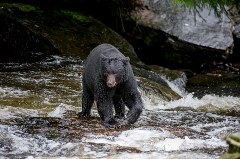 Libertarian Town in New Hampshire Had Some Bear Problems