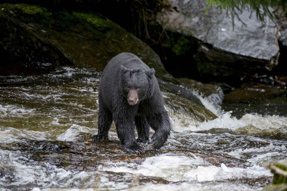 united states   20130822 american black bear ursus americanus looking for salmon at creek at neets bay fish hatchery, behm canal in southeast alaska near ketchikan, usa photo by wolfgang kaehlerlightrocket via getty images