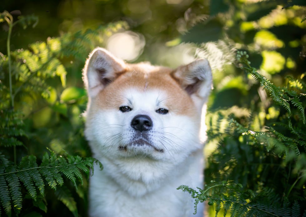 closeup portrait of a brown and white fluffy akita dog amidst plants looking at camera