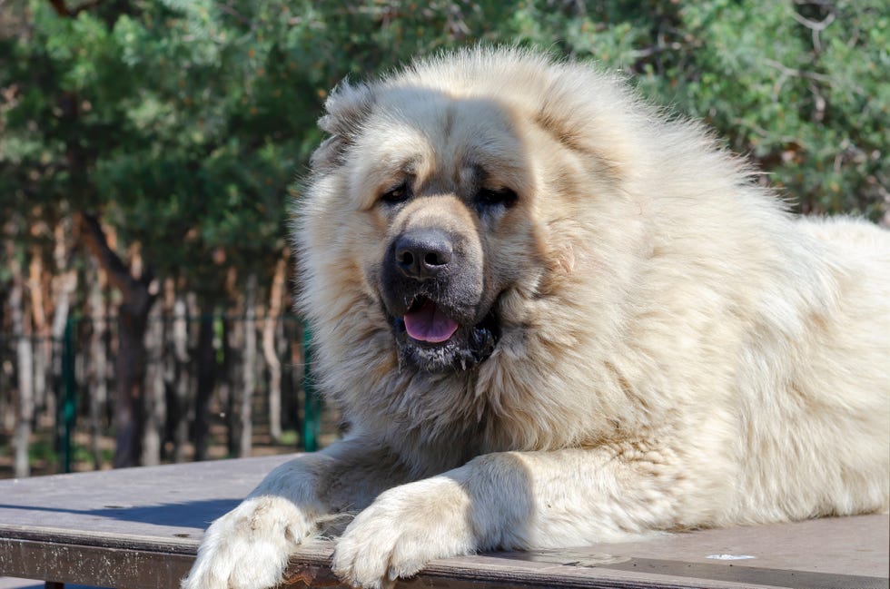 shaggy, light colored huge caucasian shepherd lies down outside, panting