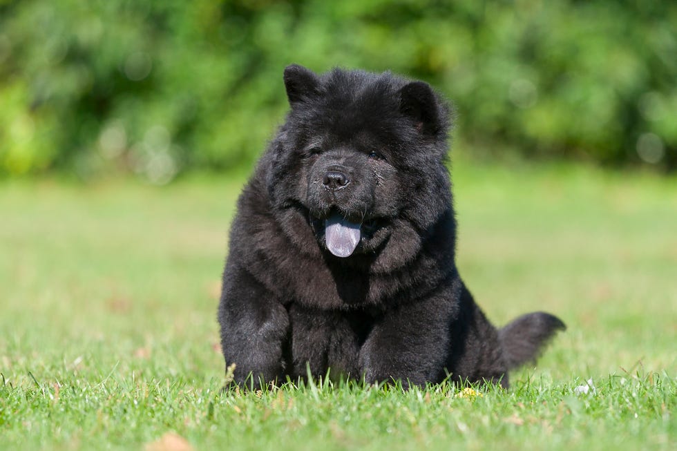 a sitting black chow chow puppy with a blue tongue on green grass