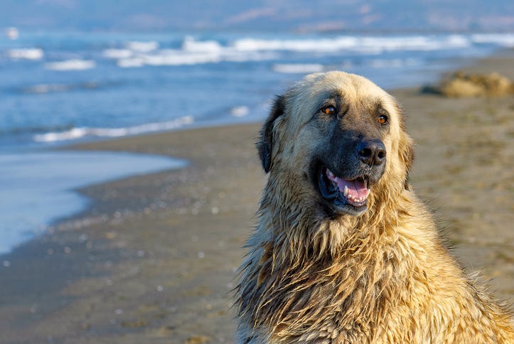 big, wet estrela mountain with a tan body and black face sitting by the sea