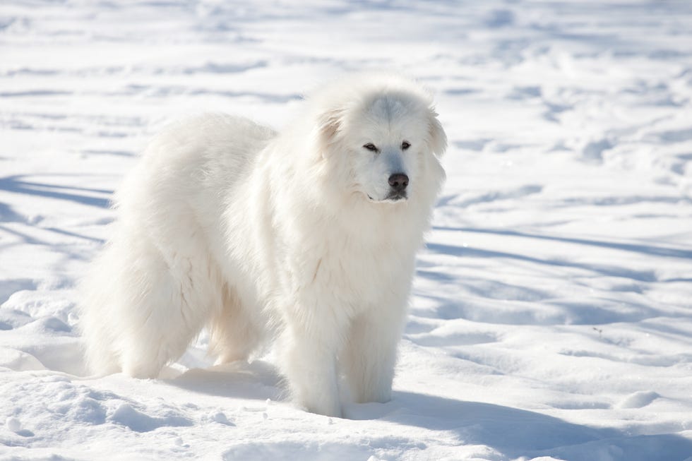 huge white shaggy great pyrenees dog standing in snow