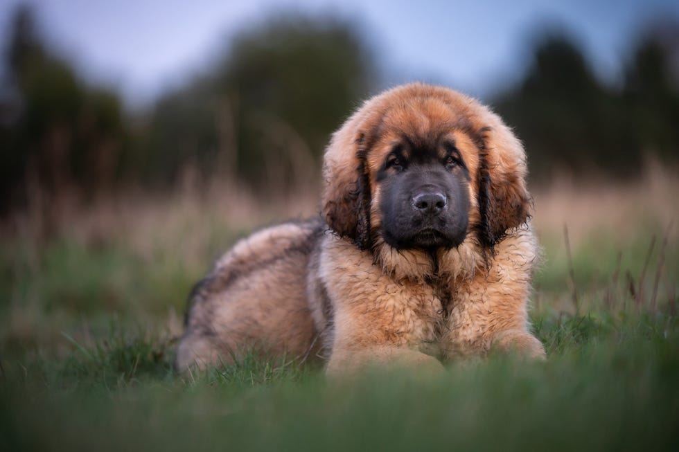 leonberger puppy lwith brown fur and black snout lies on the grass