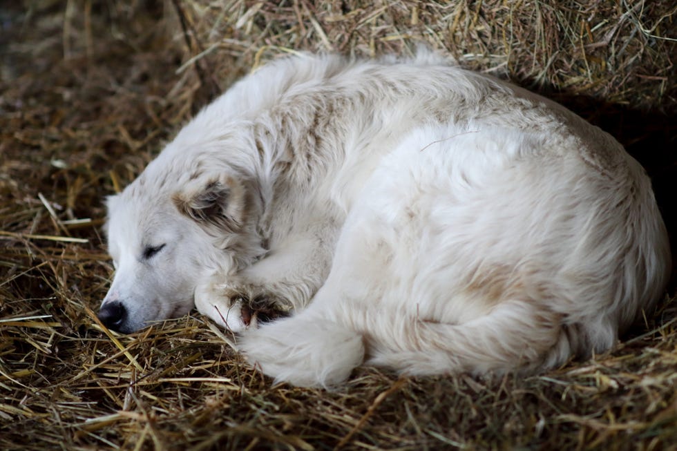 large, shaggy, white maremma sheepdog curled up sleeping in barn on straw