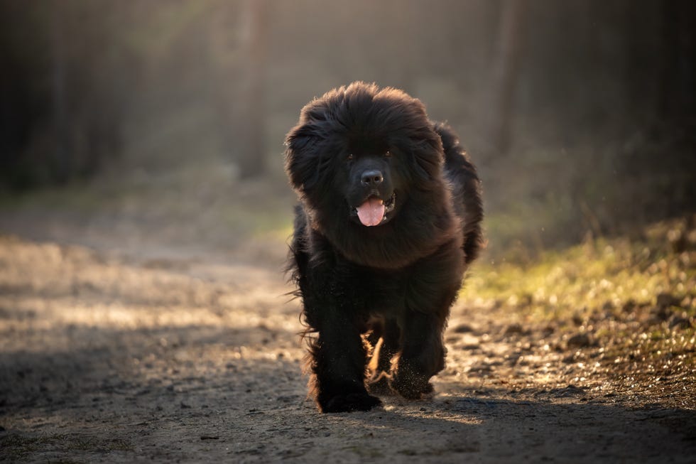 a black furry newfoundland dog runs along a forest path withhis mouth open