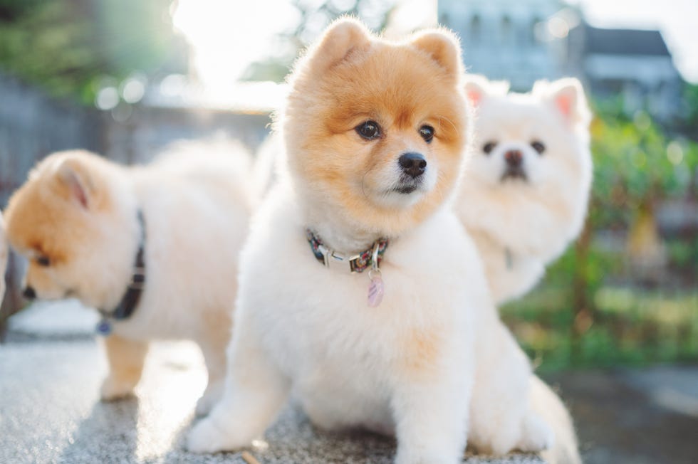 white pomeranian dog with orange face trimmed to look like teddy bear standing outside and alert in front of two other pomeranians