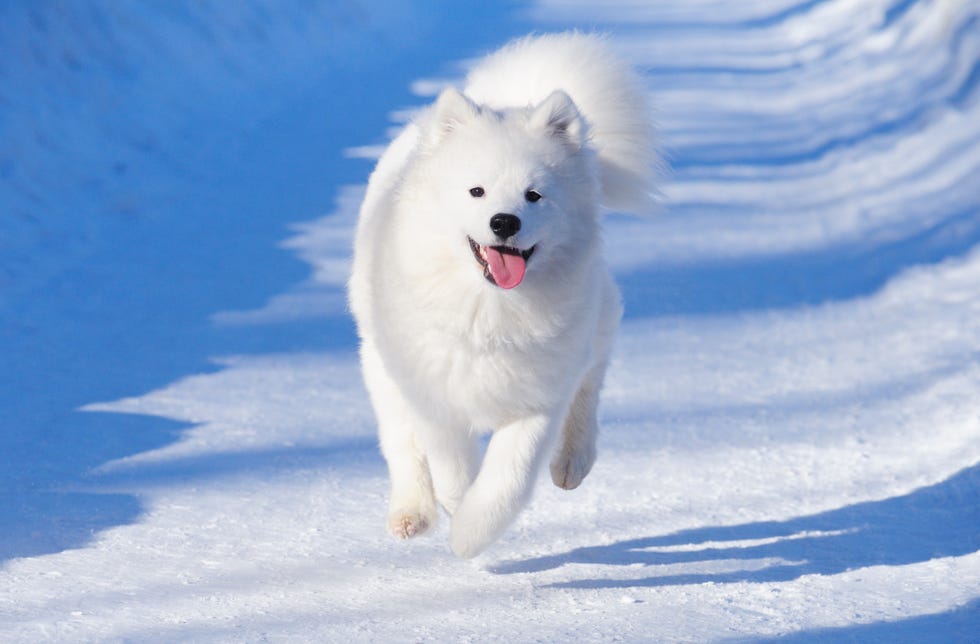 white, fluffy samoyed dog gallops down snowy track