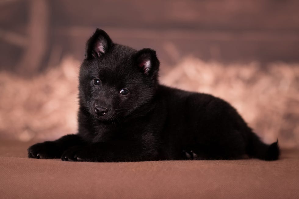 a small black fluffy schipperke puppy lies on a brown rustic background