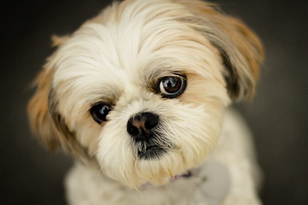 close up of cute shih tzu dog with white hair clipped short with big eyes pleading for attention