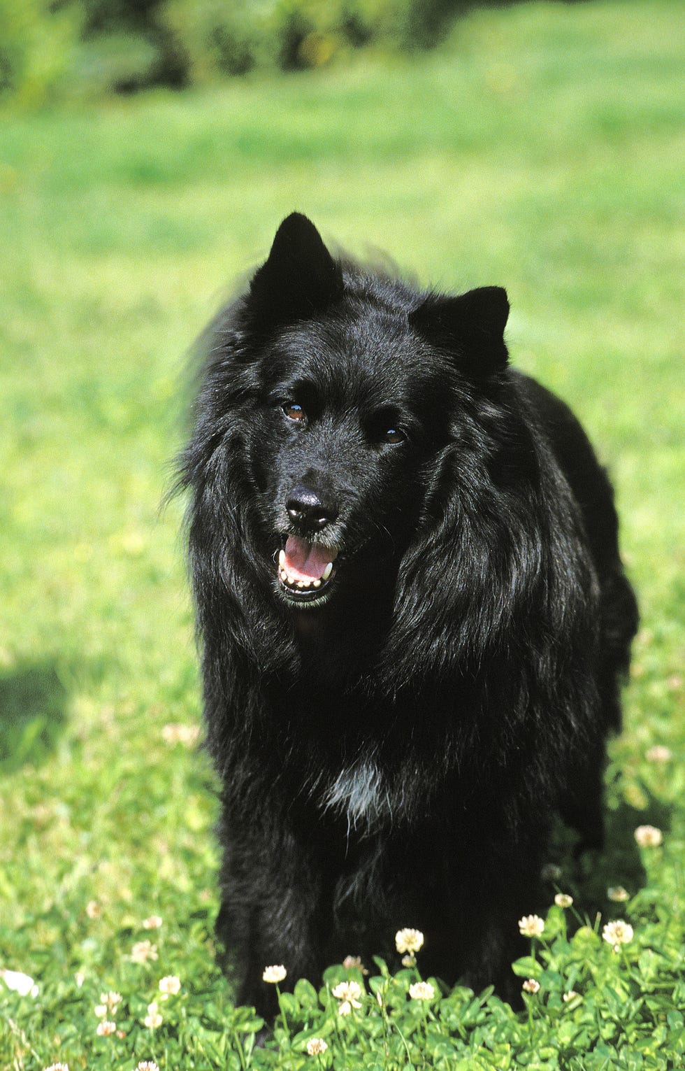 black swedish lapphund dog with long coat standing on grass and panting