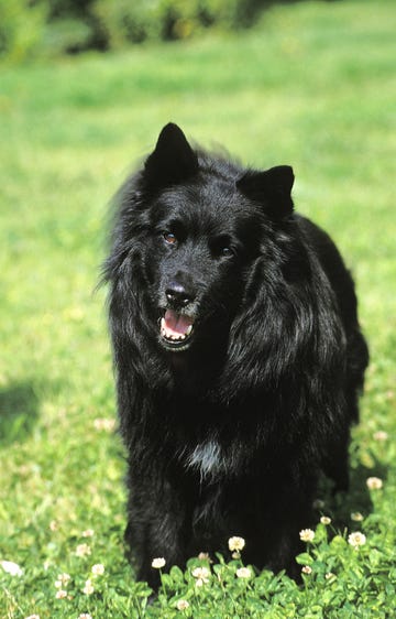 black swedish lapphund dog with long coat standing on grass and panting