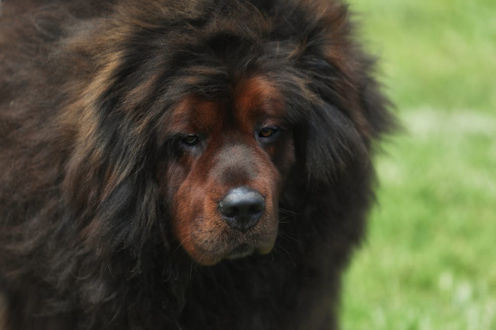 close up of brown tibetan mastiff with a big fur ruff around his face and shoulders on the grass