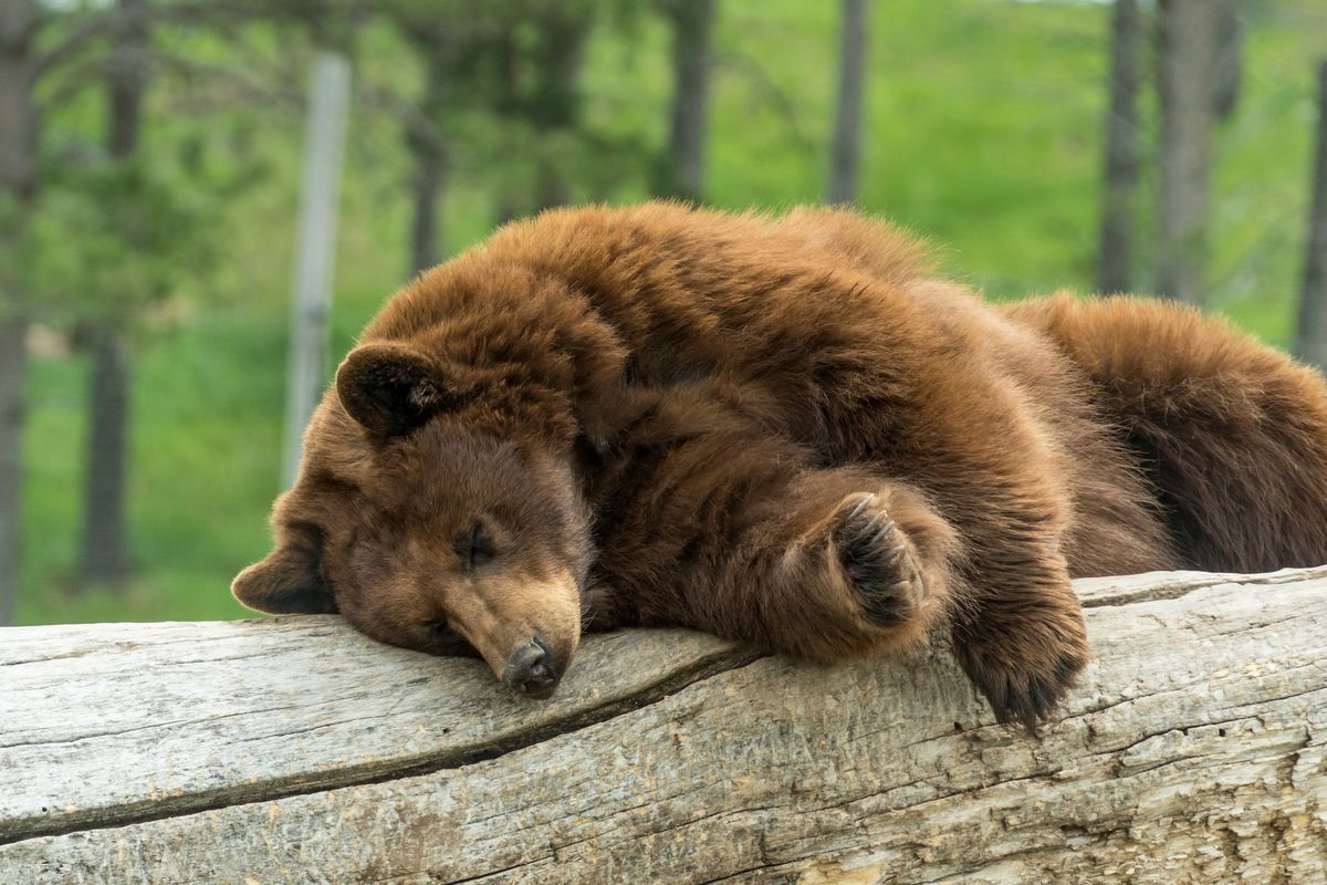 Bear Sleeping on a Log
