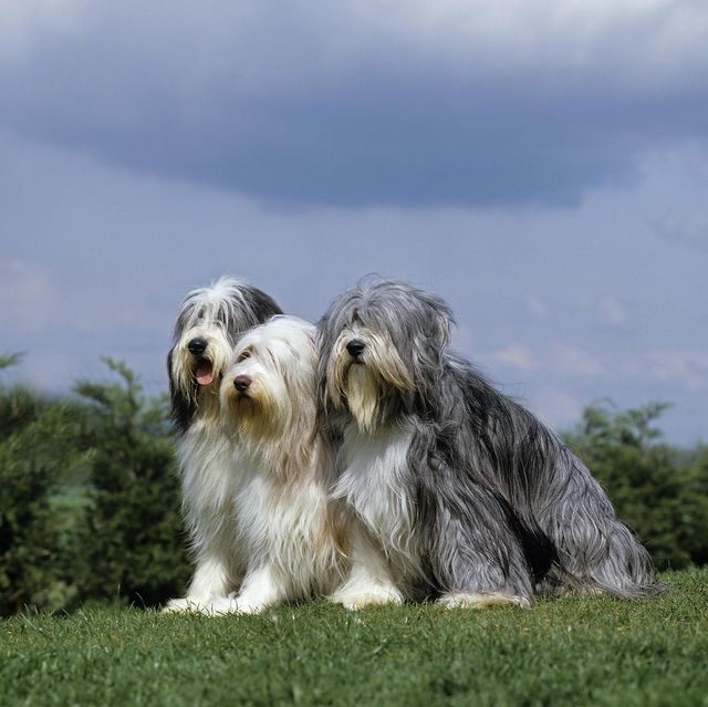 bearded collie dog breed