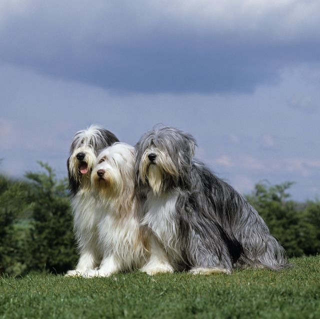 bearded collie dog breed