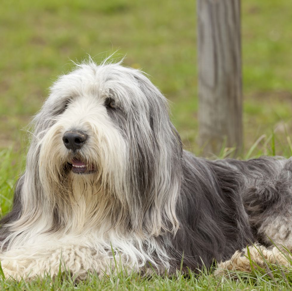 waiting english bearded collie,selective focus