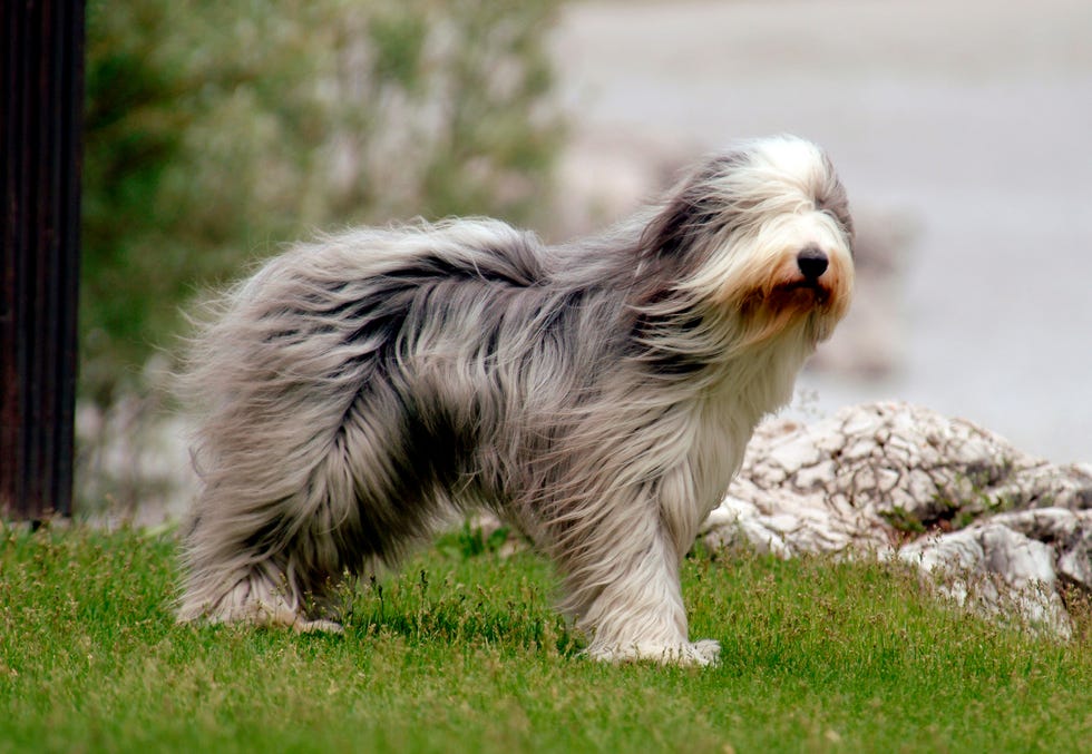 Bearded Collie Dog