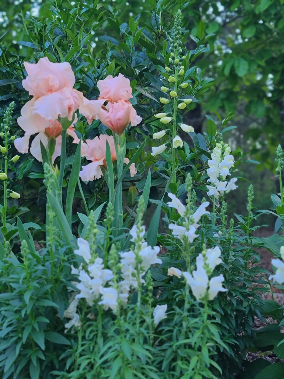 dark brown cottage with roses in front