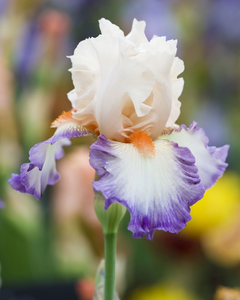 iris 'folie douce' cayeux flower