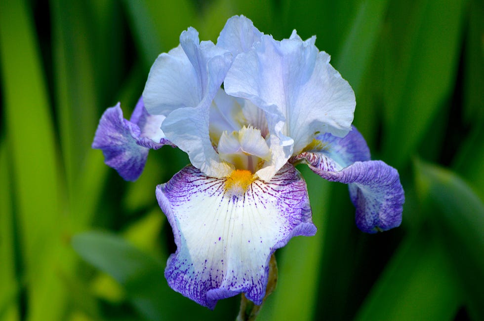 february birth month flower iris