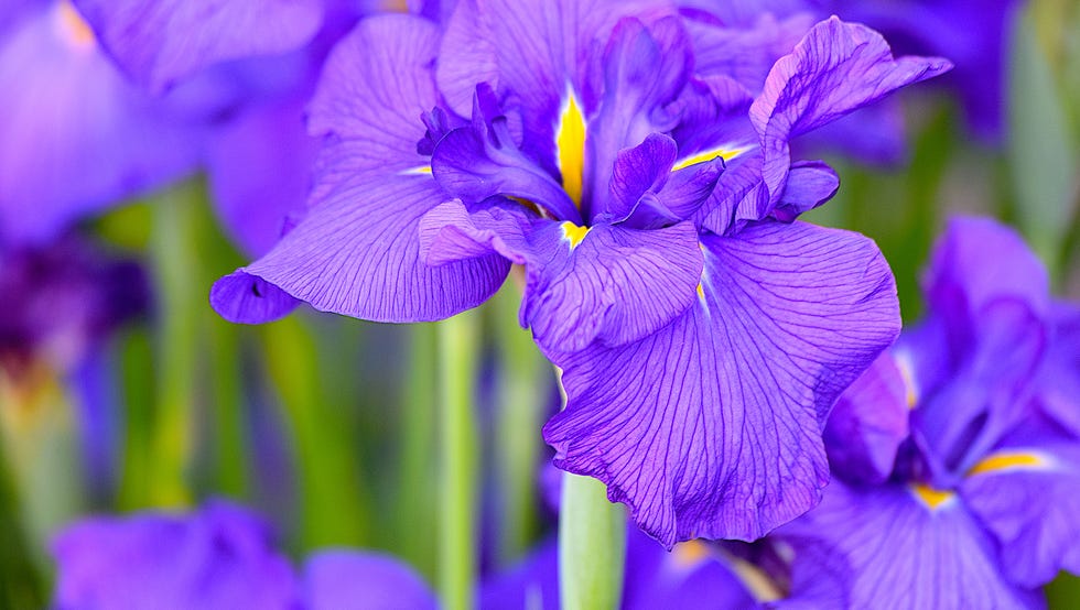 bearded iris