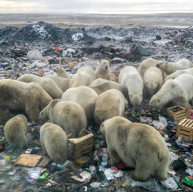 topshot   a picture taken on october 31, 2018 shows polar bears feeding at a garbage dump near the village of belushya guba, on the remote russian northern novaya zemlya archipelago, a tightly controlled military area where a village declared a state of emergency in february after dozens of bears were seen entering homes and public buildings   scientists say conflicts with ice dependent polar bears will increase in the future due to arctic ice melting and a rise of human presence in the area as moscow bolsters economic and military activity in the arctic an "invasion" of aggressive polar bears in inhabited areas of arctic russia occured for around ten days in february 2019 after the animals came to the area looking for food polar bears are affected by global warming with melting arctic ice forcing them to spend more time on land where they compete for food photo by alexander grir  afp  restricted to editorial use   mandatory credit "afp photo  alexander grir "   no marketing no advertising campaigns photo by alexander grirafp via getty images