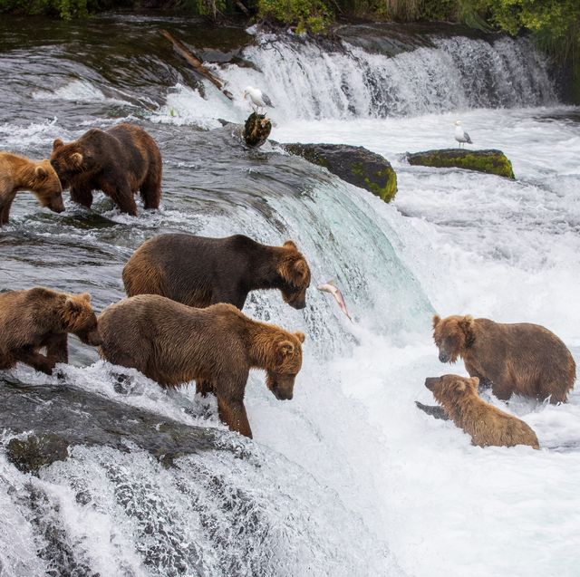 bears at brooks falls, katmai national park and preserve, alaska