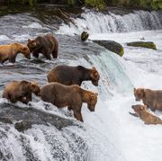 bears at brooks falls, katmai national park and preserve, alaska