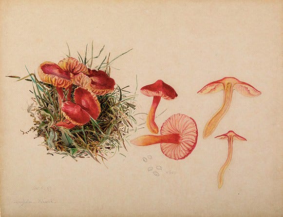 beatrix potter fungi drawing